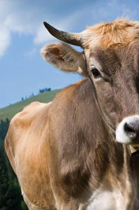 详细信息视图的棕色母牛