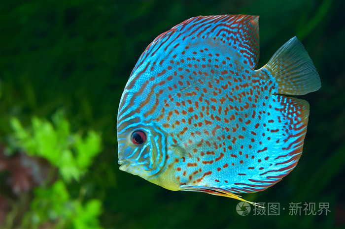 在水族馆中的蓝色斑点的鱼铁饼