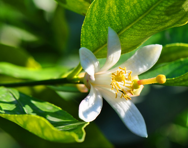 柠檬树花