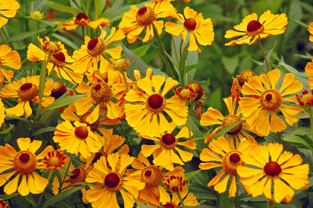 黄色 helenium 花