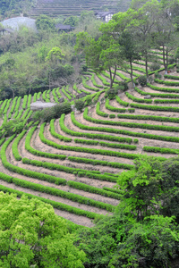 茶叶种植园字段