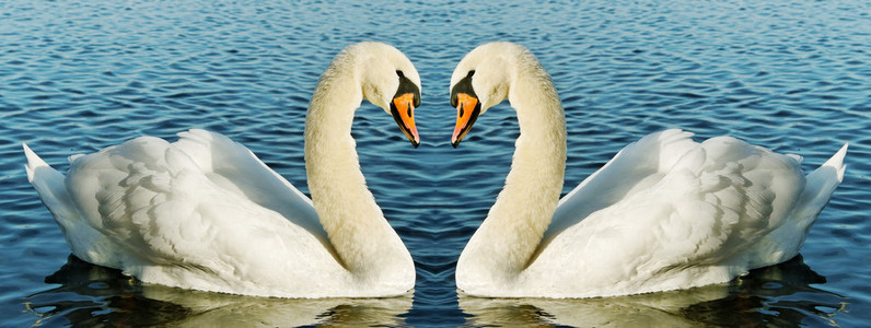 关于水的天鹅图片