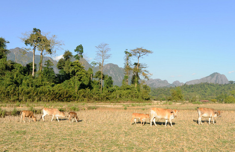 关于老挝万荣附近乡村景观