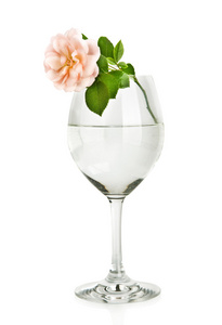 用水和隔离在白色背景上的粉红色玫瑰花卉玻璃酒杯