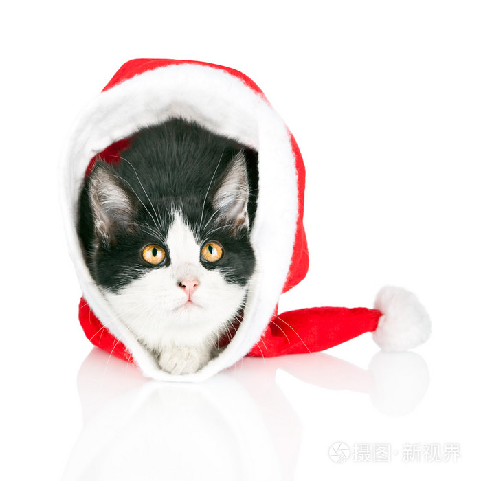 小猫藏在白色背景上孤立的红色圣诞老人帽子