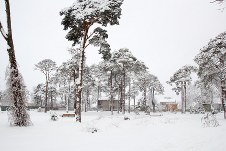 在公园雪