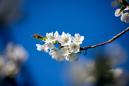 桃花树