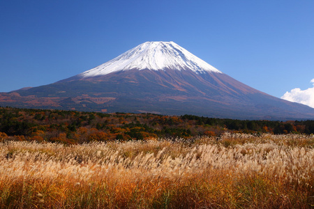 富士山与日本银草