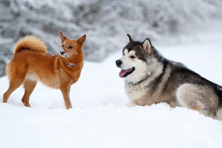 爱斯基摩和爱斯基摩犬