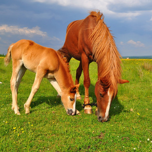 夏季牧场上的一匹母马与马驹