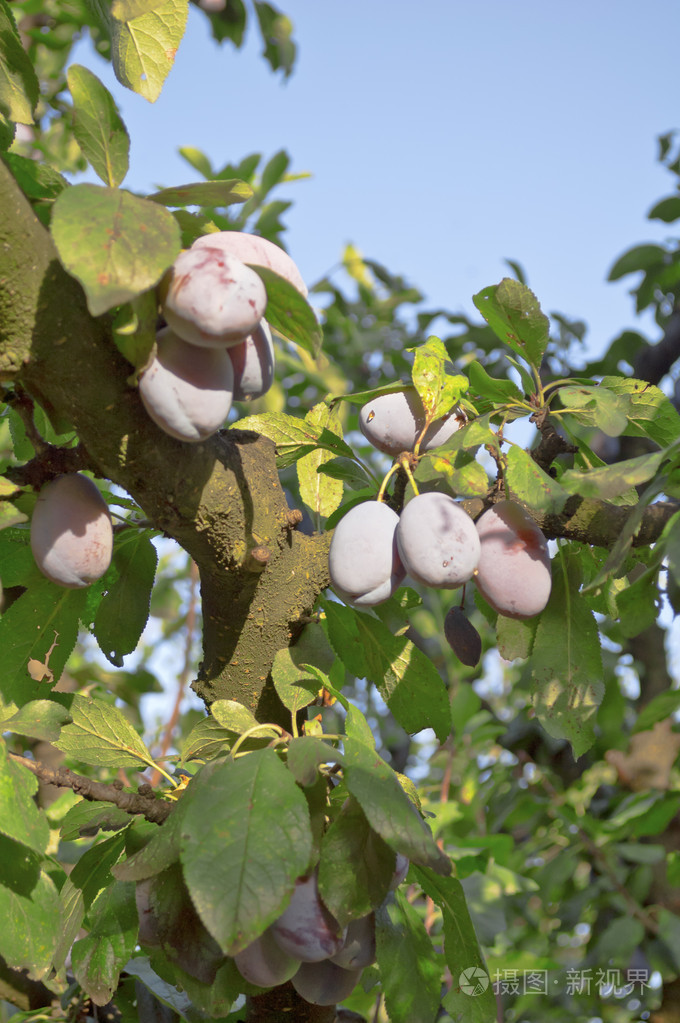 一棵树上的李子