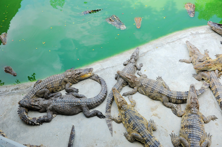 泰国帕塔亚 鳄鱼农场