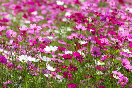 粉色波斯菊花海