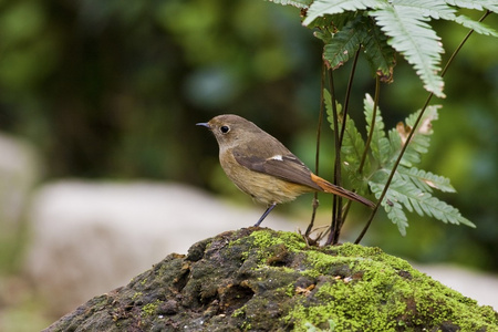 女性达乌尔黄鸫，phoenicurus auroreus