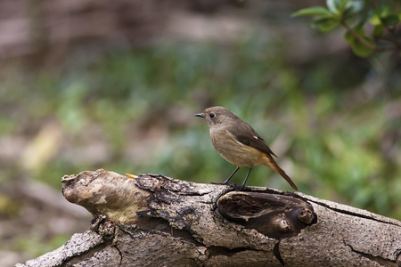 女性达乌尔黄鸫，phoenicurus auroreus