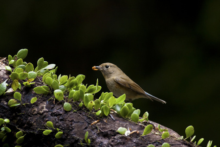 女性西伯利亚蓝尾，tarsiger cyanurus