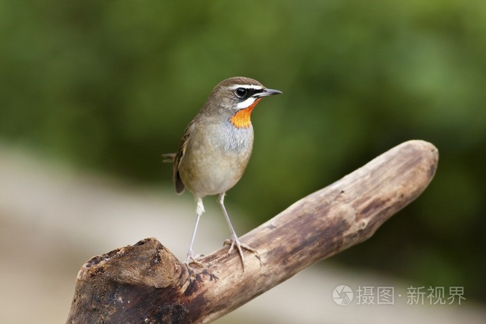 男性红宝石耳鼻喉 luscinia 克莱比