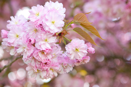 粉红色春花