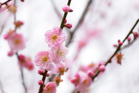 樱花的花朵