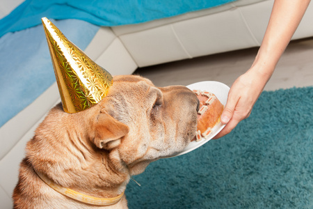 pei 混合狗嚼骨剁碎的肉烤肉串,扁平的饼配菜牛肉丸可爱的法国藏獒