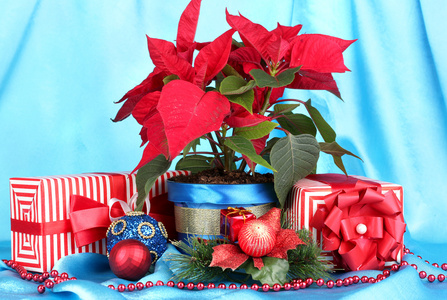 美丽一品红与圣诞球和蓝色的布背景上的礼物