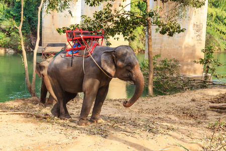 亚洲大象在泰国