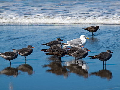 各式各样的海鸟在海滨