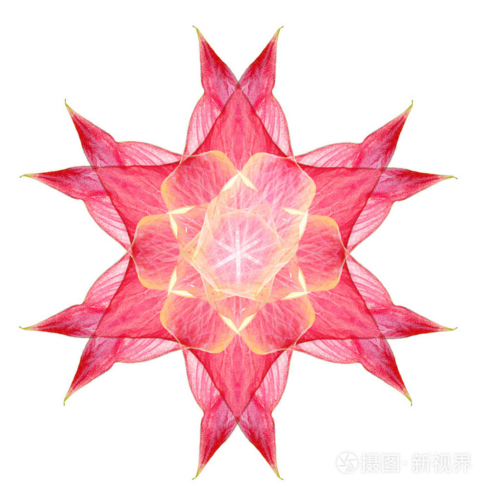 粉红色的花曼陀罗