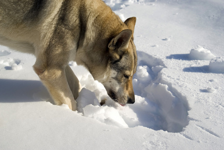 狗在雪中挖