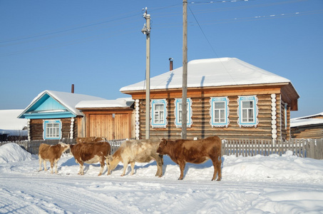 斯坦，村庄的加贺，母牛在大街上在冬天在晴朗的日子