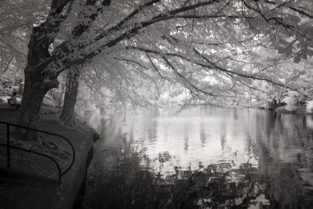 在波特兰的跟你说了公园内的鸭池塘的红外照片