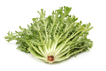 苣荬菜图片
