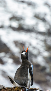 大声地向空中的 gentoo 企鹅尖叫