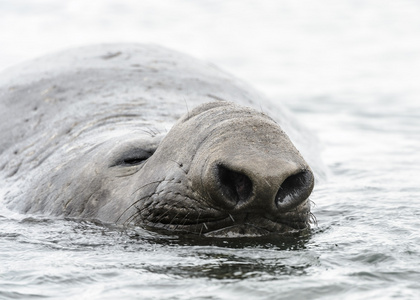 年轻的南象海豹它巨大的鼻子象海豹照片