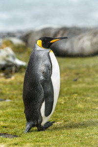 国王在绿色草地上 pinguin