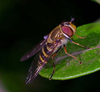 hoverfly 和阴影