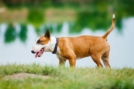 斗牛犬