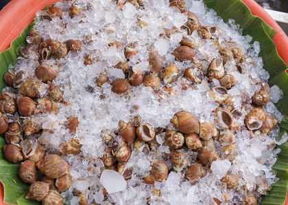 东风风神贝壳,用冰对方斑东风螺照片