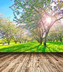 明亮美丽轻绽放农村苹果树胡同在阳光明媚的春天公园在蓝蓝的天空里面房间内部与帧的纹理木制面板地板背景墙上的第一个黎明射线