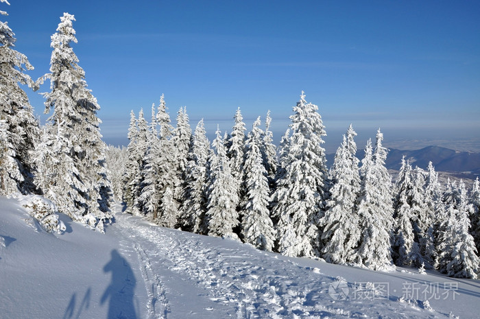 山中积雪云杉