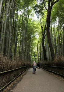 著名竹林在岚山，京都日本