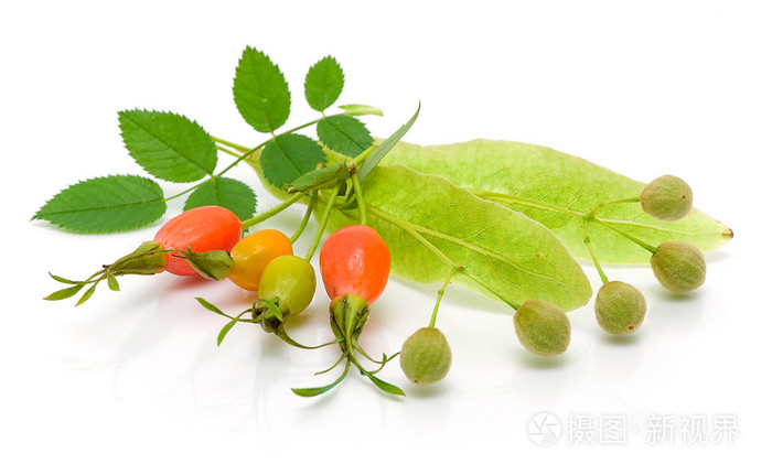 玫瑰果浆果和种子的白色背景上的林登