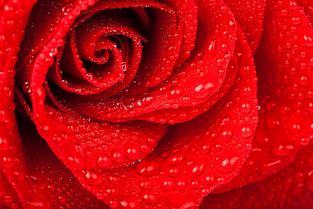 用水滴的红玫瑰。软焦点