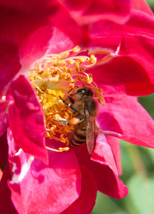 蜜蜂在花上