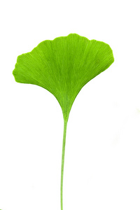  Ginkgo