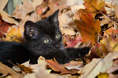 在叶子的可爱黑猫