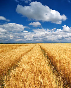 草地上的小麦