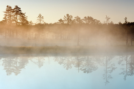 晨雾在沼泽中