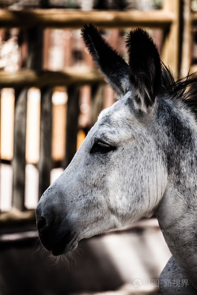 动物园的驴子的头