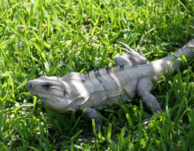 尤卡坦半岛鬣鳞蜥